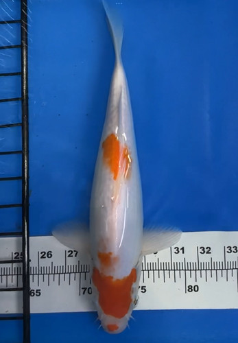 Inches tancho kohaku koi - kohaku, koi_