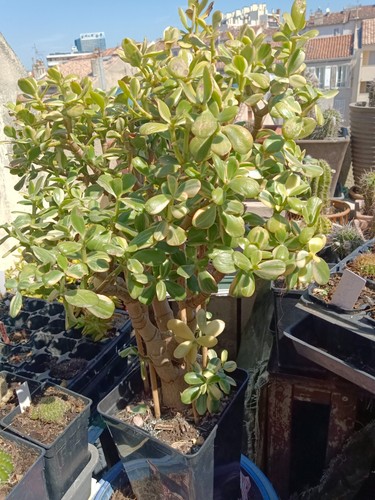 Crassula ovata lemon - "lemon, lime"