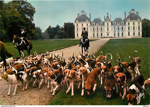 Carte postale animaux - animaux,