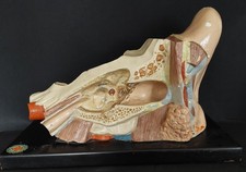 Anatomical Model Human Ear Plaster 1950s-60s