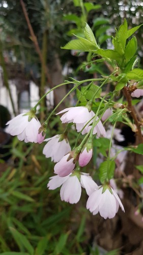 Prunus incisa midori - incisa, 'midori-zakura'