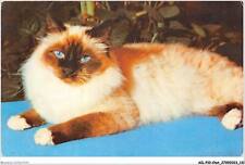 AILP10-1009 - CAT - Holy Burma