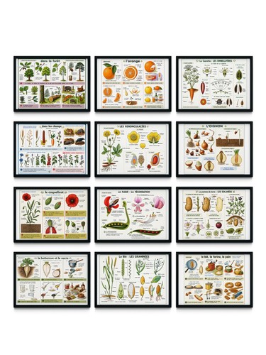Lot affiches scolaires en - scolaires,