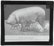 Craonnaise sow, piglet, old photo glass plate, positive 8.5x10 cm