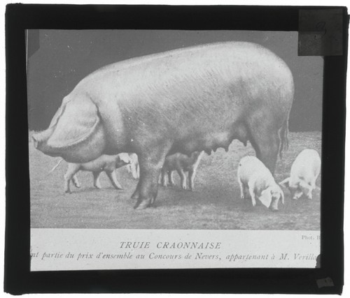 Truie craonnaise porcelet - truie, craonnaise,