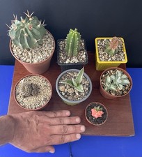 Á SAISIR! LOT 1 CACTUS PLANTE