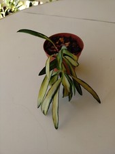 hoya wahetii variegata 