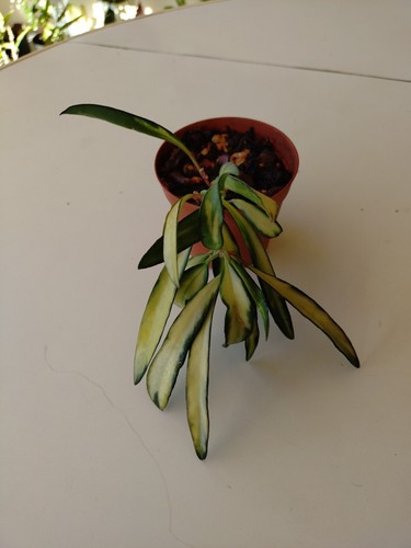 Hoya wahetii variegata - variegata,