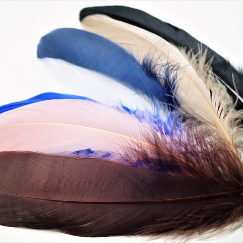 Plumes naturelles oie - plumes, à