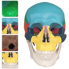 Modèle de crâne humain