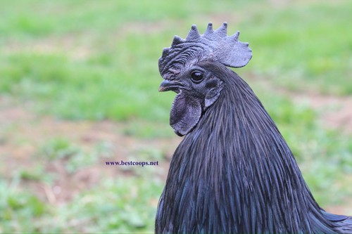 Fertile ayam cemani chicken - fertile,