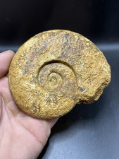 4.33''/11 cm - Belle Ammonite