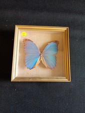 Cadre de Papillon Naturalisé