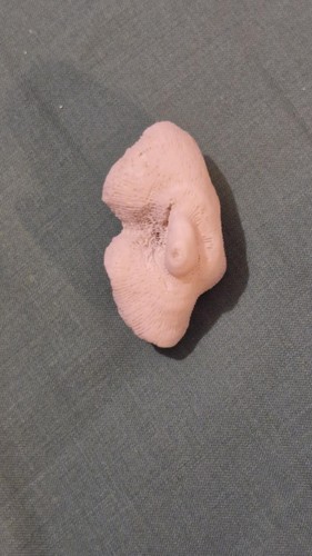 Corail manicina 3 - manicina, n°3