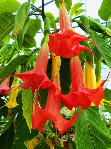 Brugmansias fleurs - datura, )