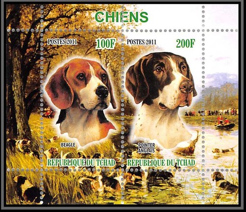 0649 tchad beagle pointer - tchad, bf