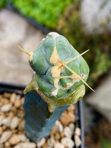 Ferocactus glaucescens split - glaucescens,
