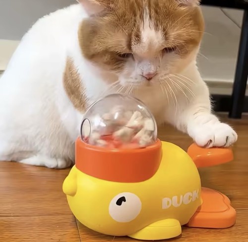 Jouet interactif chien chat - jouet,