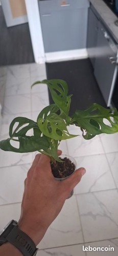 Monstera adansonii bouture - , 25