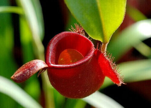 Nepenthes ampullaria red - nepenthes,