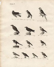 GRAVURE XVIIIe / OISEAUX PARLEURS Corneille, corbeau, merle, mainate, bouvreuil 