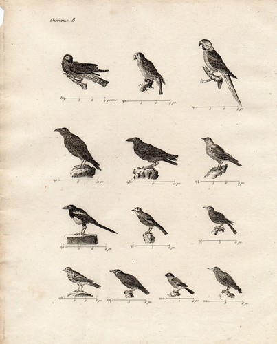Gravure xviiie oiseaux - xviiie, /