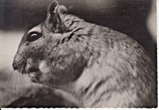 MÉRIONE (Gerbille) - Carte