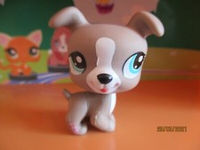 Petshop Chien Jack Russel