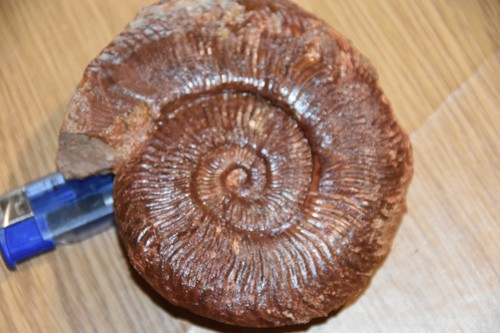 Grande ammonite - grande,