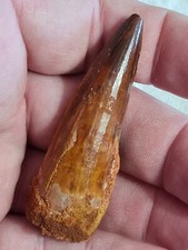 dent de spinosaure 2