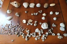 lot de fossiles pierres roches