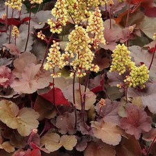 Heuchera 'Blondie' - Heuchère