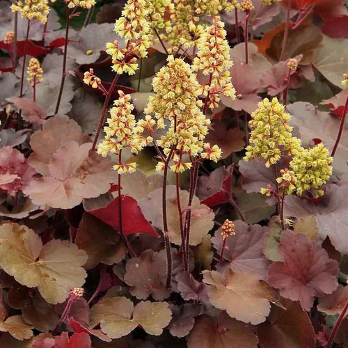 Heuchera blondie heuchère - heuchera,