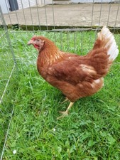 Anti poux rouge poule 