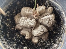 dioscorea mexicana avec poussée , turtle back plant, succulente, super caudex.