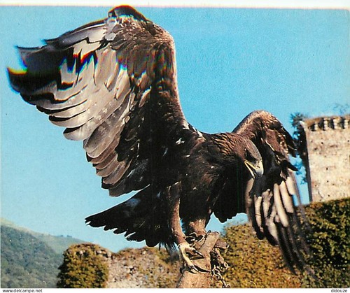 Carte postale animaux - -,