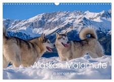 Le malamute d'Alaska dans son