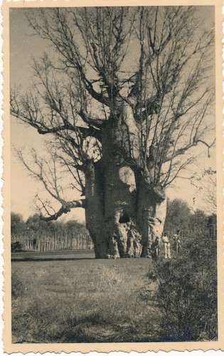 Madagascar 1946 baobab - madagascar,