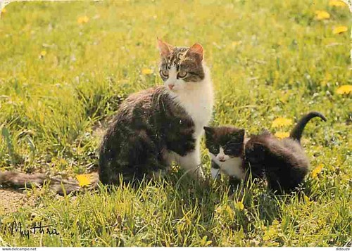 Carte postale animaux - animaux,