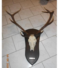 trophée de cerf  massacre