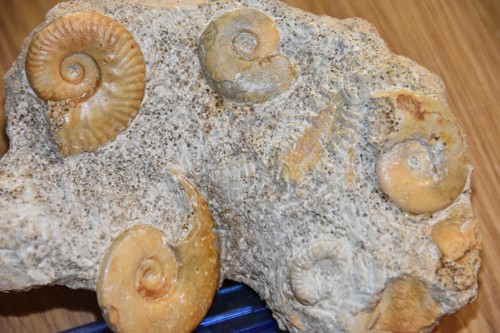 Ammonites sur bloc - 4,