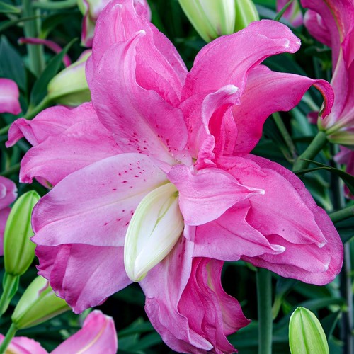 Bulbes lotus rustiques - bulbes,