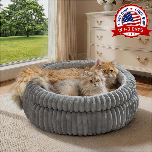 Cama gato gatito - gato,