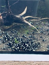 Crevettes Panda Lot  De 12 Crevettes