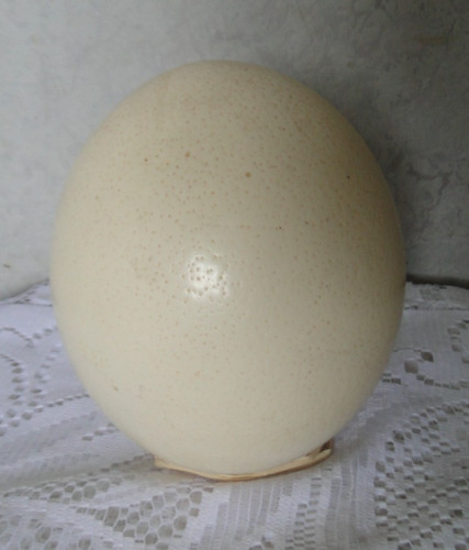 Oeuf autruche vide - d'autruche,
