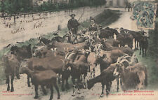 31 CPA N° 27 BIS TROUPEAU DE CHÈVRES ET LE CHEVRIER