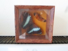 Genuine Butterfly Morpho Didius and others naturalized under splendid frame