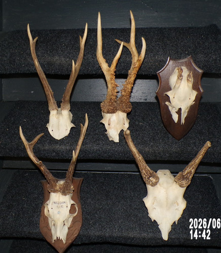 Trophees chasse massacre - x, 5