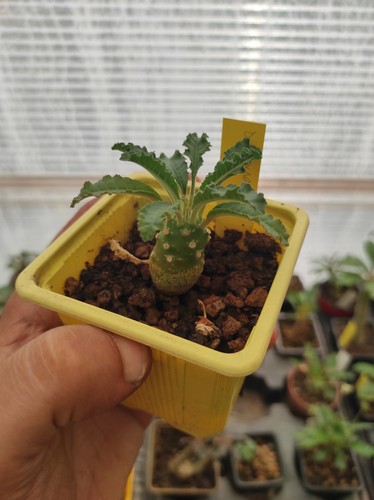 Dorstenia lavranii plante