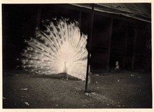 ANCIENNE PHOTOGRAPHIE UN PAON